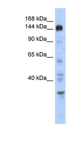 PER2 Antibody - PER2 antibody Western blot of Placenta lysate. This image was taken for the unconjugated form of this product. Other forms have not been tested.
