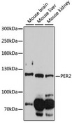 PER2 Antibody - Western blot analysis of extracts of various cell lines, using PER2 antibody at 1:1000 dilution. The secondary antibody used was an HRP Goat Anti-Rabbit IgG (H+L) at 1:10000 dilution. Lysates were loaded 25ug per lane and 3% nonfat dry milk in TBST was used for blocking. An ECL Kit was used for detection and the exposure time was 90s.