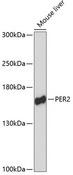 PER2 Antibody - Western blot analysis of extracts of mouse liver using PER2 Polyclonal Antibody at dilution of 1:3000.