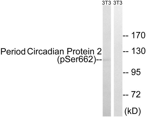 PER2 Antibody - Western blot analysis of lysates from NIH/3T3 cells treated with PMA 125ng/ml 30', using Period Circadian Protein 2 (Phospho-Ser662) Antibody. The lane on the right is blocked with the phospho peptide.