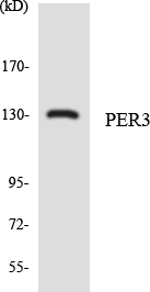 PER3 Antibody - Western blot analysis of the lysates from HepG2 cells using PER3 antibody.