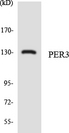 PER3 Antibody - Western blot analysis of the lysates from HepG2 cells using PER3 antibody.