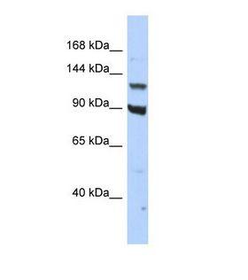 PER3 Antibody - Western blot of Human HepG2. PER3 antibody dilution 1.0 ug/ml.  This image was taken for the unconjugated form of this product. Other forms have not been tested.