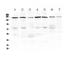 PER3 Antibody - Western blot - Anti-PER3 Picoband antibody