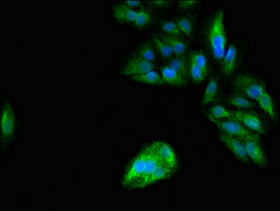 PER3 Antibody - Immunofluorescent analysis of Hela cells diluted at 1:100 and Alexa Fluor 488-congugated AffiniPure Goat Anti-Rabbit IgG(H+L)