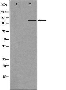 PER3 Antibody - Western blot analysis of HeLa whole cells lysates using PER3 antibody. The lane on the left is treated with the antigen-specific peptide.