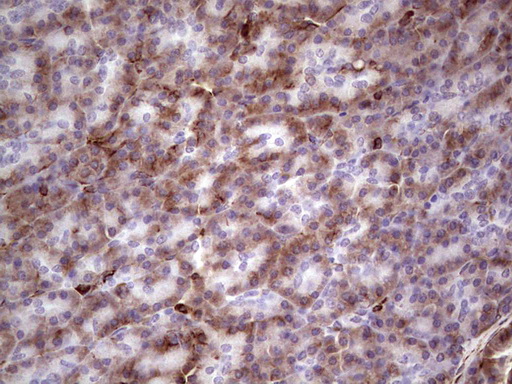 Peripherin Antibody - Immunohistochemical staining of paraffin-embedded Human pancreas tissue within the normal limits using anti-PRPH mouse monoclonal antibody. (Heat-induced epitope retrieval by 1 mM EDTA in 10mM Tris, pH8.5, 120C for 3min,