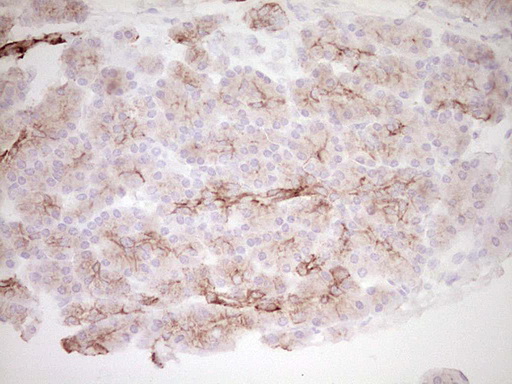 Peripherin Antibody - IHC of paraffin-embedded Human pancreas tissue using anti-PRPH mouse monoclonal antibody. (Heat-induced epitope retrieval by 1 mM EDTA in 10mM Tris, pH8.5, 120°C for 3min).