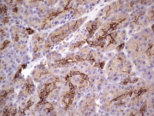 Peripherin Antibody - Immunohistochemical staining of paraffin-embedded Human pancreas tissue within the normal limits using anti-PRPH mouse monoclonal antibody. (Heat-induced epitope retrieval by 1 mM EDTA in 10mM Tris, pH8.5, 120C for 3min,