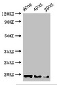 Perlwapin Antibody - Western Blot Positive WB detected in Recombinant protein All Lanes:PWAP antibody at 3µg/ml Secondary Goat polyclonal to rabbit IgG at 1/50000 dilution Predicted band size: 19 kDa Observed band size: 19 kDa