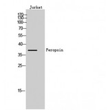Peropsin / RRH Antibody - Western blot of Peropsin antibody
