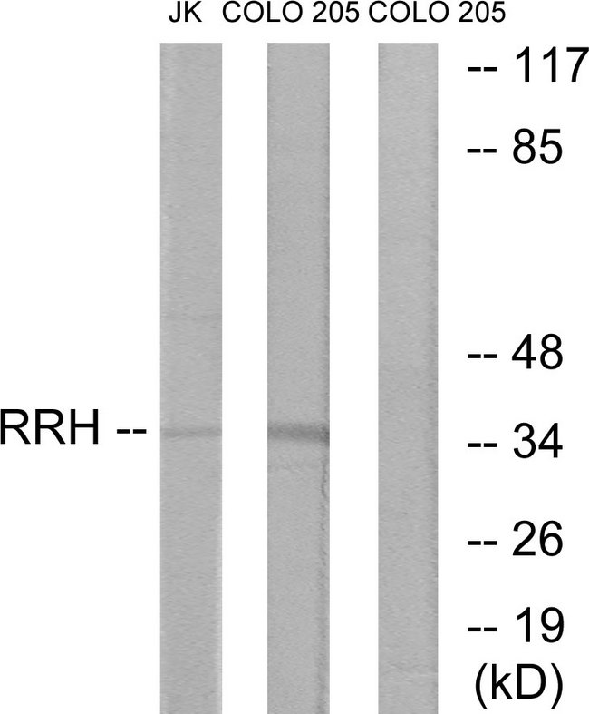 Peropsin / RRH Antibody - Western blot analysis of lysates from Jurkat and COLO cells, using RRH Antibody. The lane on the right is blocked with the synthesized peptide.