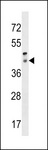 Peropsin / RRH Antibody - RRH Antibody western blot of human placenta tissue lysates (35 ug/lane). The RRH antibody detected the RRH protein (arrow).