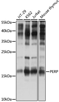 PERP Antibody - Western blot analysis of extracts of various cell lines, using PERP antibody at 1:1000 dilution. The secondary antibody used was an HRP Goat Anti-Rabbit IgG (H+L) at 1:10000 dilution. Lysates were loaded 25ug per lane and 3% nonfat dry milk in TBST was used for blocking. An ECL Kit was used for detection and the exposure time was 90s.