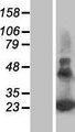 PERP Protein - Western validation with an anti-DDK antibody * L: Control HEK293 lysate R: Over-expression lysate