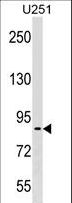 PES1 Antibody - PES1 Antibody western blot of U251 cell line lysates (35 ug/lane). The PES1 antibody detected the PES1 protein (arrow).
