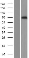 PES1 Protein - Western validation with an anti-DDK antibody * L: Control HEK293 lysate R: Over-expression lysate