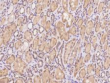 PET117 Antibody - Immunochemical staining of human PET117 in human kidney with rabbit polyclonal antibody at 1:100 dilution, formalin-fixed paraffin embedded sections.