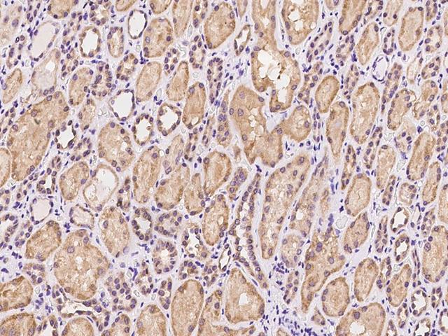 PET117 Antibody - Immunochemical staining of human PET117 in human kidney with rabbit polyclonal antibody at 1:100 dilution, formalin-fixed paraffin embedded sections.