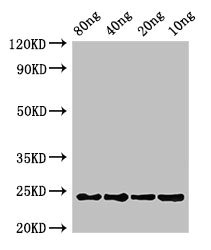 petE Antibody - Western Blot Positive WB detected in Recombinant protein All Lanes:petE antibody at 3µg/ml Secondary Goat polyclonal to rabbit IgG at 1/50000 dilution Predicted band size: 14 kDa Observed band size: 14 kDa