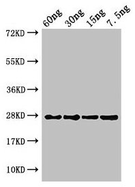 petE Antibody - Western Blot Positive WB detected in Recombinant protein All lanes: petE antibody at 3µg/ml Secondary Goat polyclonal to rabbit IgG at 1/50000 dilution predicted band size: 14 kDa observed band size: 14 kDa
