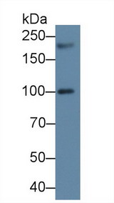 PEX1 Antibody - Western Blot; Sample: Human 293T cell lysate; Primary Ab: 2µg/ml Rabbit Anti-Human PEX1 Antibody Second Ab: 0.2µg/mL HRP-Linked Caprine Anti-Rabbit IgG Polyclonal Antibody