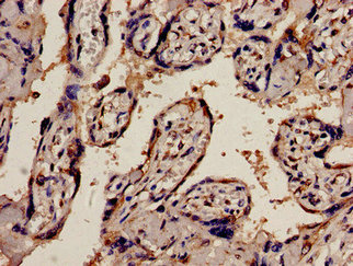 PEX1 Antibody - Immunohistochemistry analysis of human placenta tissue at a dilution of 1:100