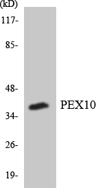 PEX10 Antibody - Western blot analysis of the lysates from 293 cells using PEX10 antibody.