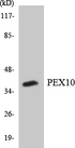 PEX10 Antibody - Western blot analysis of the lysates from 293 cells using PEX10 antibody.