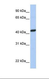 PEX10 Antibody - MCF7 cell lysate. Antibody concentration: 1.0 ug/ml. Gel concentration: 12%.  This image was taken for the unconjugated form of this product. Other forms have not been tested.