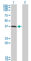 PEX10 Antibody - Western Blot analysis of PEX10 expression in transfected 293T cell line by PEX10 monoclonal antibody (M01), clone 1B8.Lane 1: PEX10 transfected lysate(37.069 KDa).Lane 2: Non-transfected lysate.