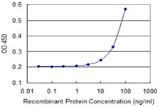 PEX11B Antibody - Detection limit for recombinant GST tagged PEX11B is 3 ng/ml as a capture antibody.