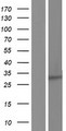 PEX11B Protein - Western validation with an anti-DDK antibody * L: Control HEK293 lysate R: Over-expression lysate