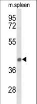 PEX12 Antibody - Western blot of PEX12 Antibody in mouse spleen tissue lysates (35 ug/lane). PEX12 (arrow) was detected using the purified antibody.