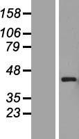 PEX12 Protein - Western validation with an anti-DDK antibody * L: Control HEK293 lysate R: Over-expression lysate