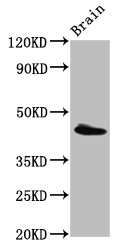 PEX13 Antibody - Positive Western Blot detected in Rat brain tissue. All lanes: PEX13 antibody at 3.4 µg/ml Secondary Goat polyclonal to rabbit IgG at 1/50000 dilution. Predicted band size: 45 KDa. Observed band size: 45 KDa