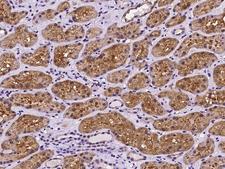PEX13 Antibody - Immunochemical staining of human PEX13 in human kidney with rabbit polyclonal antibody at 1:100 dilution, formalin-fixed paraffin embedded sections.