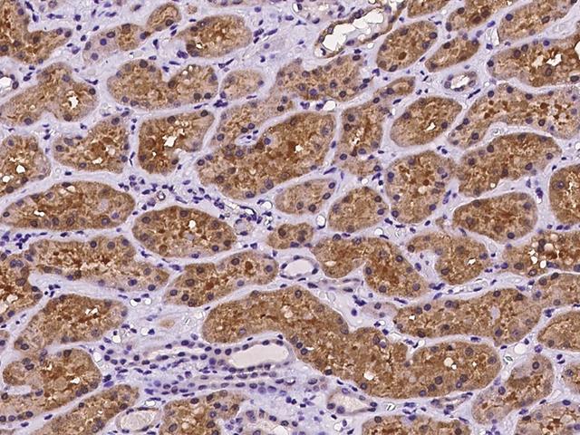 PEX13 Antibody - Immunochemical staining of human PEX13 in human kidney with rabbit polyclonal antibody at 1:100 dilution, formalin-fixed paraffin embedded sections.