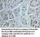 PEX14 Antibody