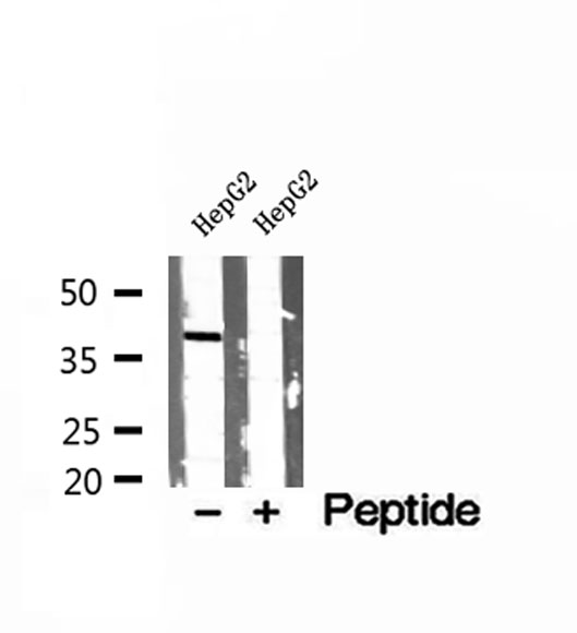 PEX16 Antibody - Western blot analysis of extracts of HepG2 cells using PEX16 antibody.