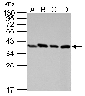 PEX19 Antibody - Sample (30 ug of whole cell lysate). A: Raji, B: K562, C: THP-1, D: NCI-H929. 12% SDS PAGE. PEX19 antibody diluted at 1:10000.