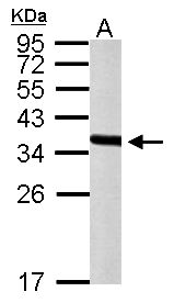 PEX19 Antibody - Sample (50 ug of whole cell lysate). A: mouse liver. 12% SDS PAGE. PEX19 antibody diluted at 1:10000.
