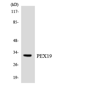 PEX19 Antibody - Western blot analysis of the lysates from HT-29 cells using PEX19 antibody.