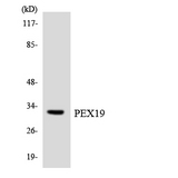 PEX19 Antibody - Western blot analysis of the lysates from HT-29 cells using PEX19 antibody.