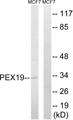 PEX19 Antibody - Western blot analysis of lysates from MCF-7 cells, using PEX19 Antibody. The lane on the right is blocked with the synthesized peptide.