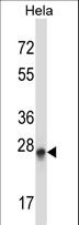 PEX19 Antibody - PEX19 Antibody western blot of HeLa cell line lysates (35 ug/lane). The PEX19 antibody detected the PEX19 protein (arrow).