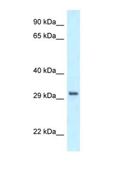 PEX19 Antibody - PEX19 antibody Western blot of HCT15 Cell lysate. Antibody concentration 1 ug/ml.  This image was taken for the unconjugated form of this product. Other forms have not been tested.
