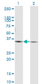 PEX19 Antibody - Western Blot analysis of PEX19 expression in transfected 293T cell line by PEX19 monoclonal antibody (M07), clone 2E4.Lane 1: PEX19 transfected lysate(32.8 KDa).Lane 2: Non-transfected lysate.