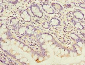 PEX19 Antibody - Immunohistochemistry of paraffin-embedded human small intestine at dilution of 1:100