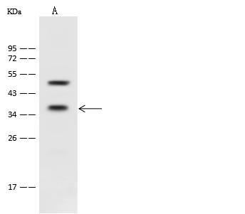 PEX19 Antibody - Anti-PEX19 rabbit polyclonal antibody at 1:500 dilution. Lane A: Jurkat Whole Cell Lysate. Lysates/proteins at 30 ug per lane. Secondary: Goat Anti-Rabbit IgG (H+L)/HRP at 1/10000 dilution. Developed using the ECL technique. Performed under reducing conditions. Predicted band size: 33 kDa. Observed band size: 36 kDa.